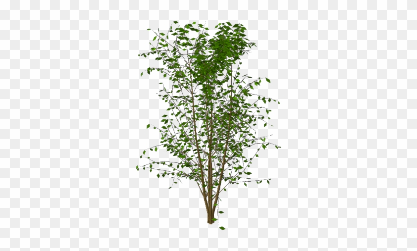Plante Grimpante Detouree Free Transparent Png Clipart Images Download