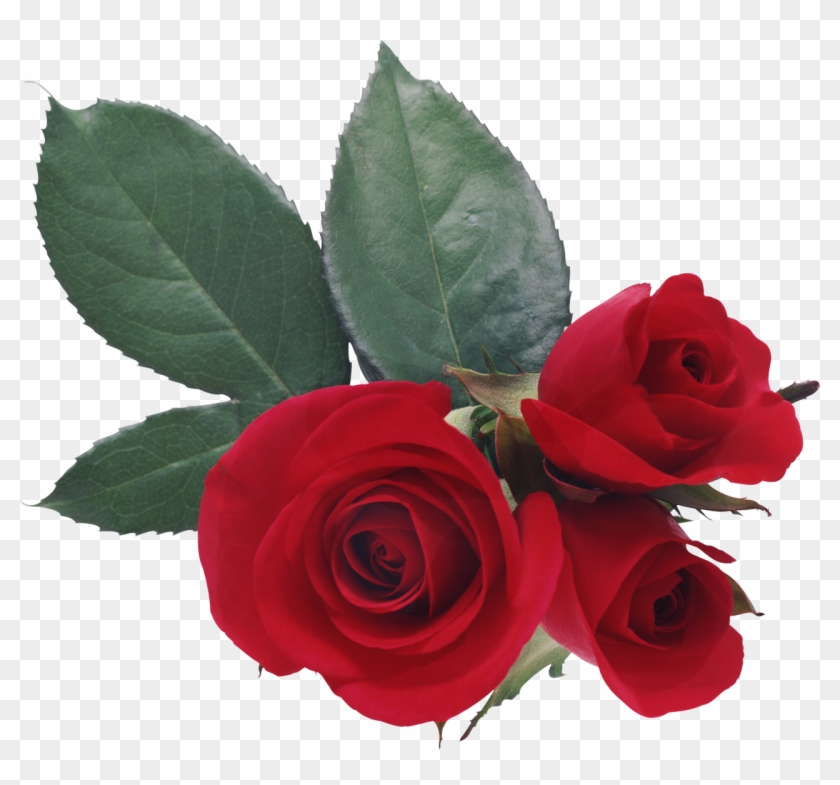 Love Rose Desktop Wallpaper Heart - Love Rose Desktop Wallpaper Heart #626958