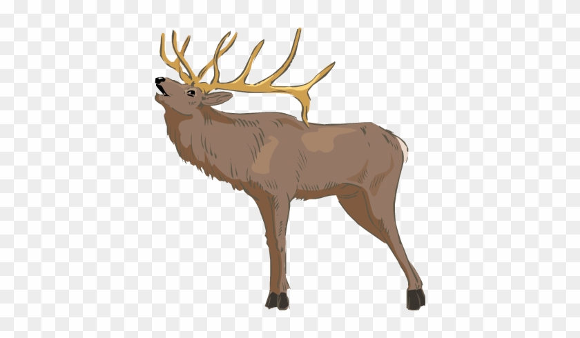 Elk Drawing Color - Elk Transparent Background #627265