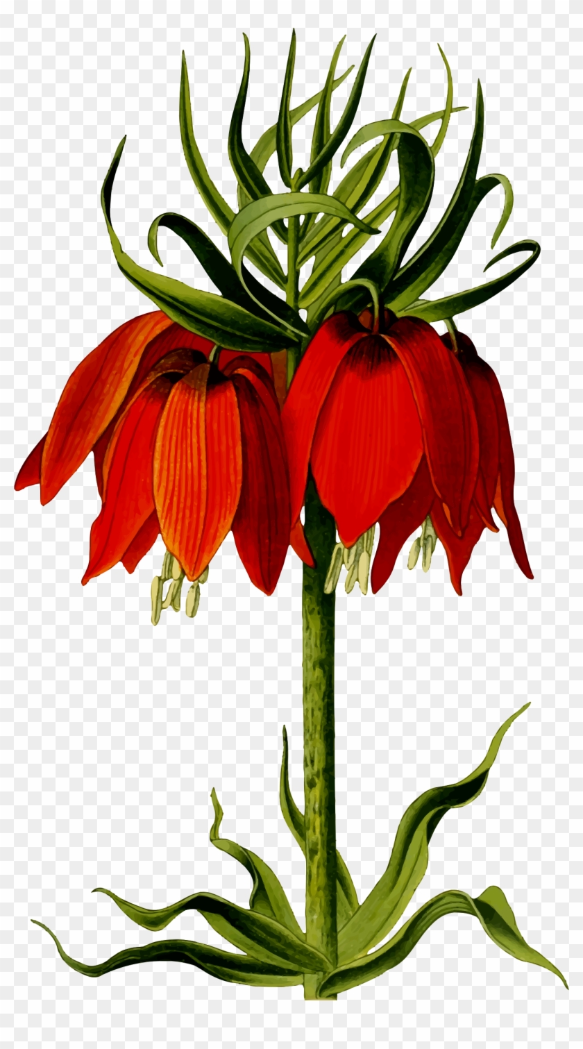 Crown Imperial - Dying Flower Clipart #627344