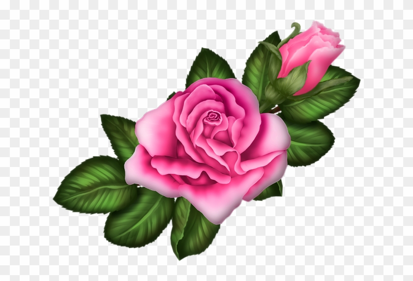 Garden Roses Centifolia Roses Rosa Chinensis Floribunda - Garden Roses Centifolia Roses Rosa Chinensis Floribunda #627403