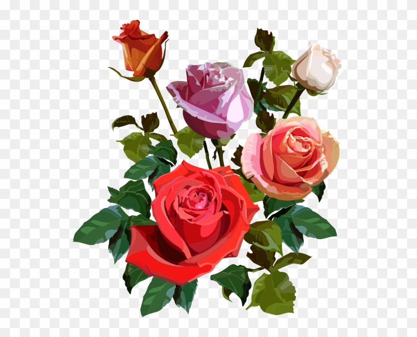 Garden Roses Cabbage Rose Floribunda Cut Flowers - Hoa Hồng File Png #627407