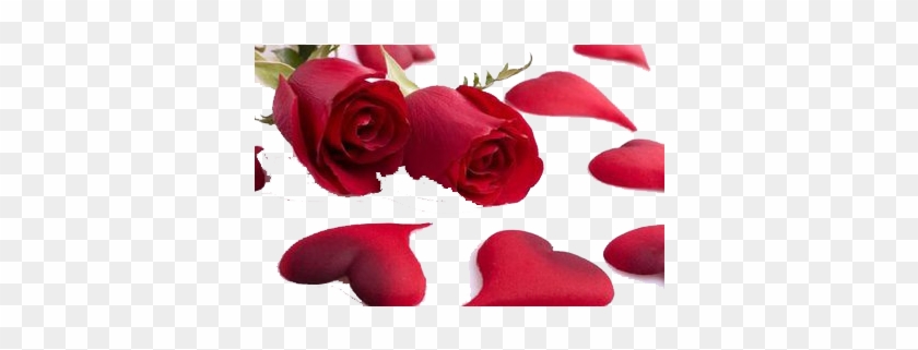 Valentines Day Heart Rose Flower Gift - Valentines Day Heart Rose Flower Gift #627826