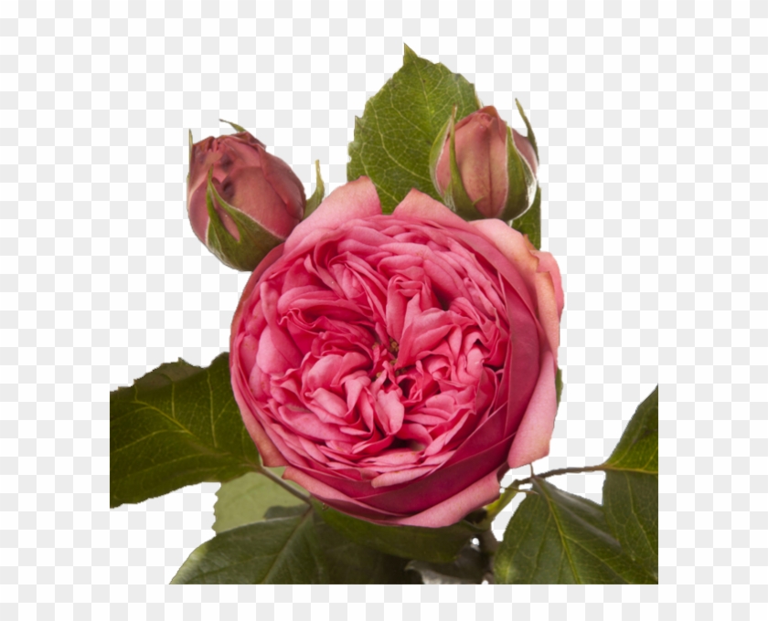 Garden Roses Cabbage Rose Floribunda French Rose Memorial - Garden Roses #627916