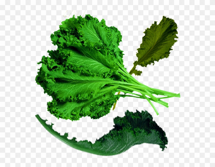 Spring Greens Cabbage Organic Food Kale - Spring Greens Cabbage Organic Food Kale #628212