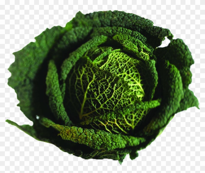 Savoy Cabbage Broccoli Vegetable Capitata Group - Savoy Cabbage Broccoli Vegetable Capitata Group #628305