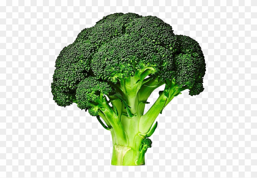 Broccolini Cabbage Vegetable Broccoli Sprouts - Broccolini Cabbage Vegetable Broccoli Sprouts #628434
