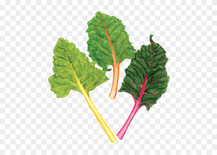 Rainbow Chard - Chard #628435