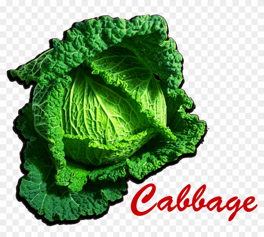 Cabbage Png Picture - Savoy Cabbage #628571