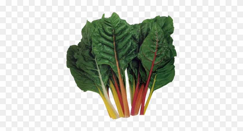 瑞士菾菜-種子 - 野菜たね 健康野菜 スイスチャード赤 1袋(5ml入) #628576