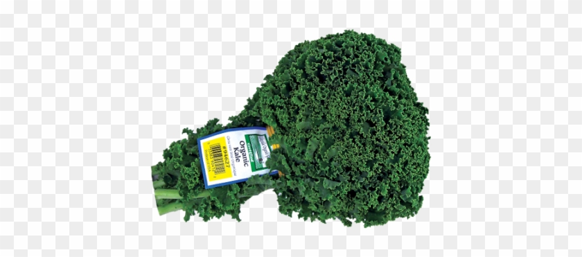 Green Kale - Artificial Turf #628593
