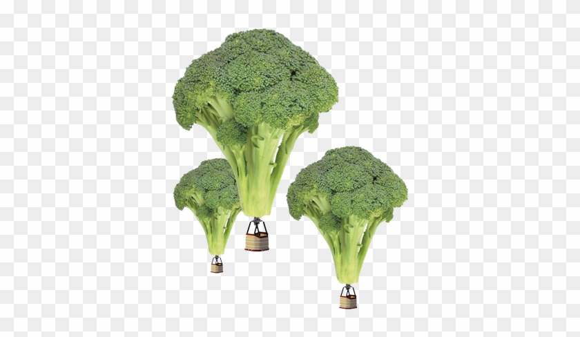 Ga Mee Op Avontuur - Broccoli #628598