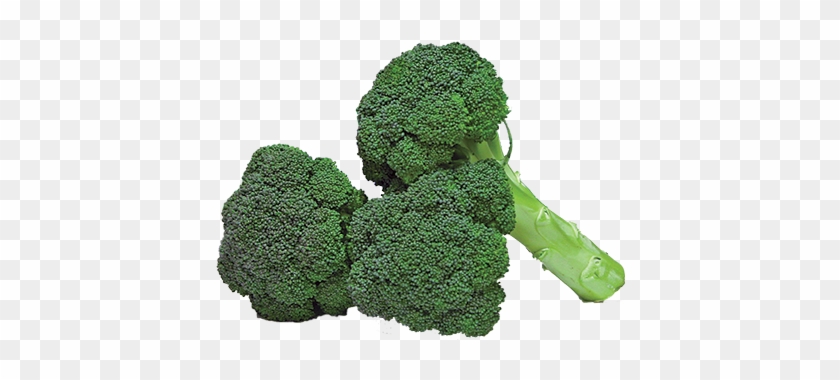 Broccoli Crowns - Broccoli #628600