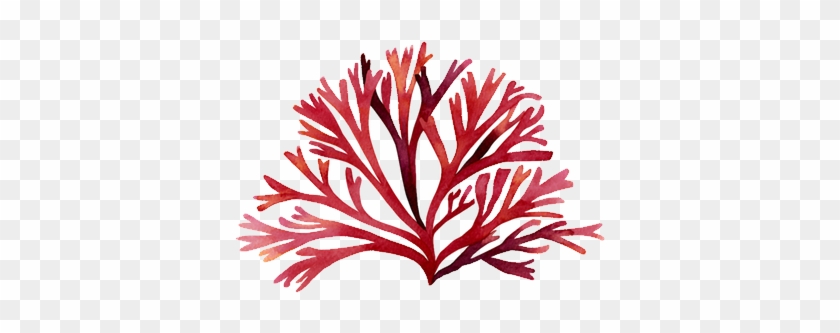 In The U - Red Algae Illustration #628742