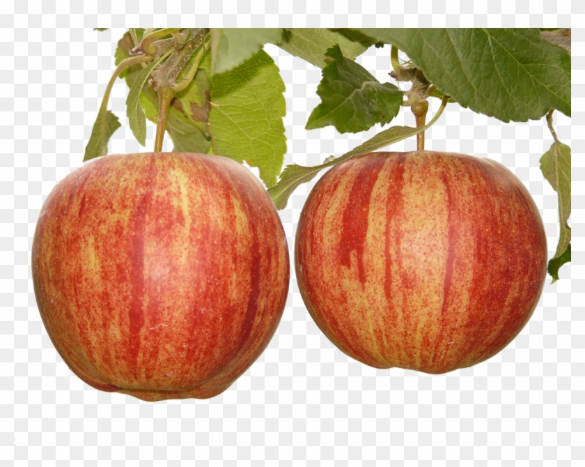 Apple Fruit Tree Stock - Apple Fruit Tree Stock #629044