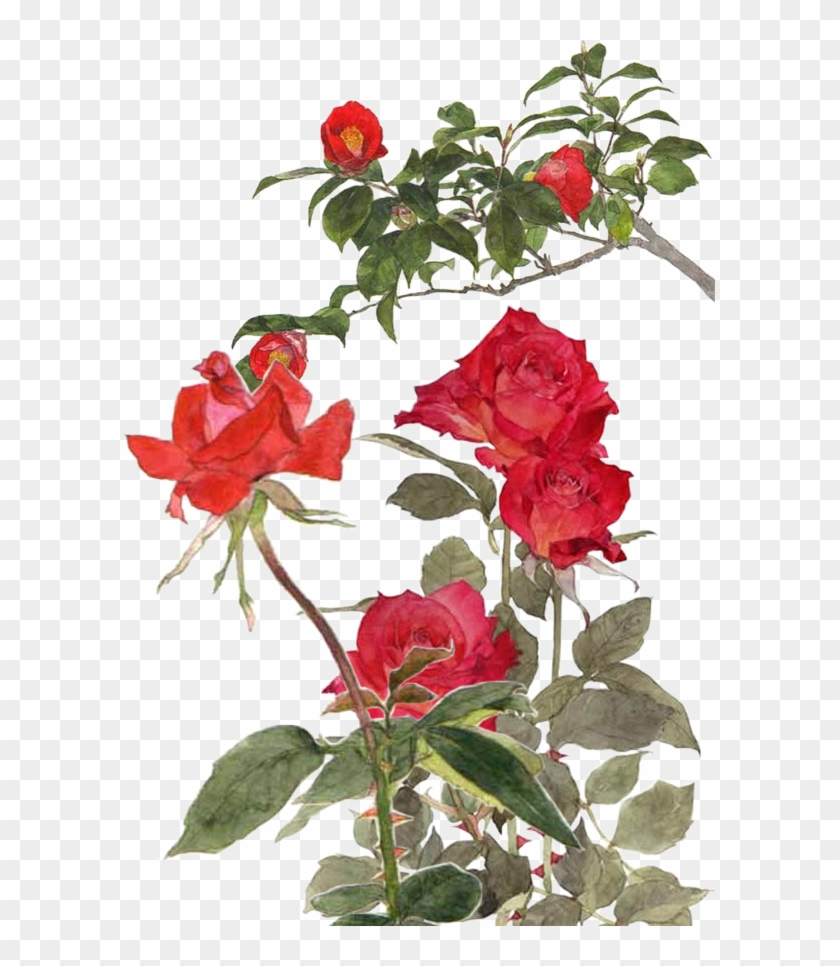 Garden Roses Centifolia Roses Rosa Chinensis Memorial - Garden Roses Centifolia Roses Rosa Chinensis Memorial #628969