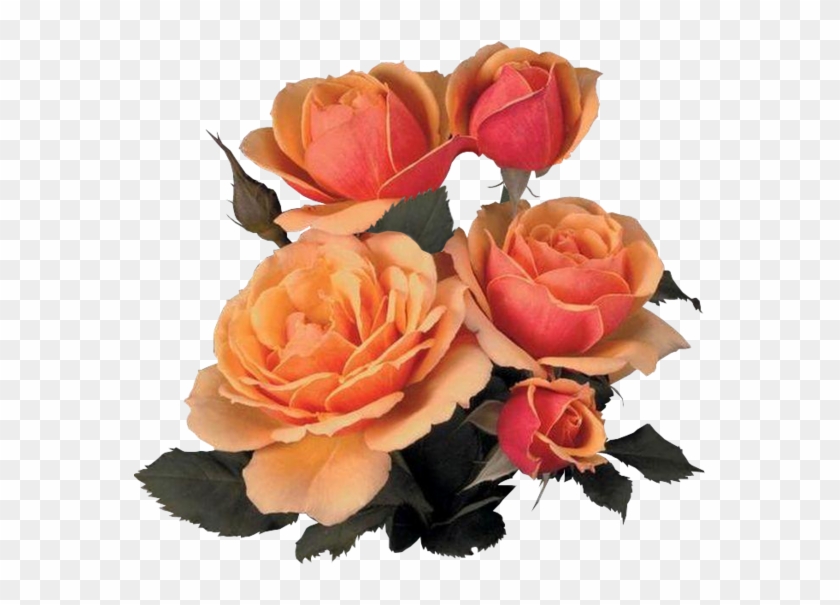 Garden Roses Cabbage Rose Flower Bouquet - Flores #628972