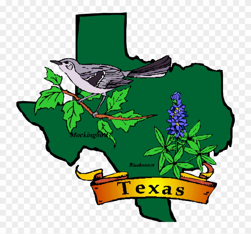 Age Discrimination Lawsuit In Texas - State Flower And Bird Of Texas #629076