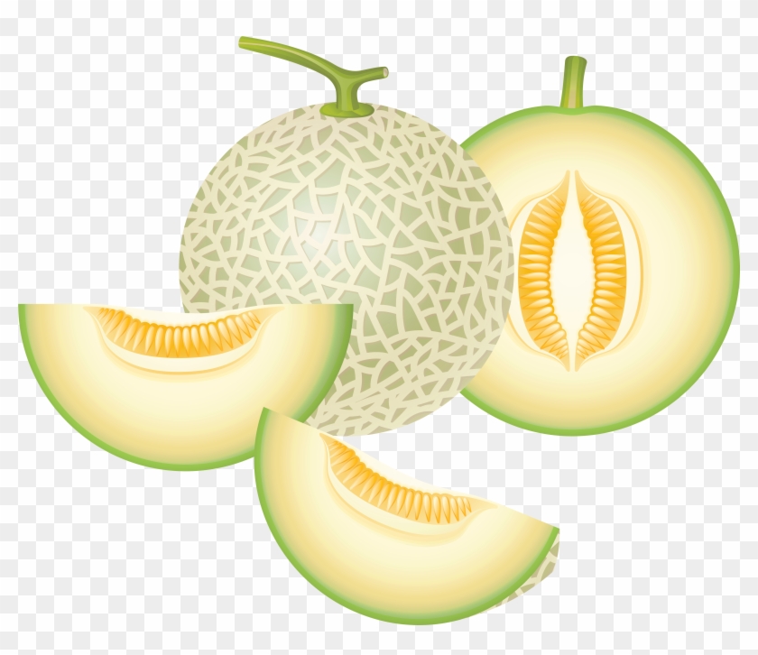 Cantaloupe Melon Png Clipart - Honeydew Clipart #629358
