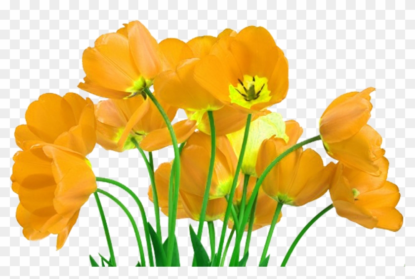 Flower Tulip Stock - Flower Tulip Stock #629504