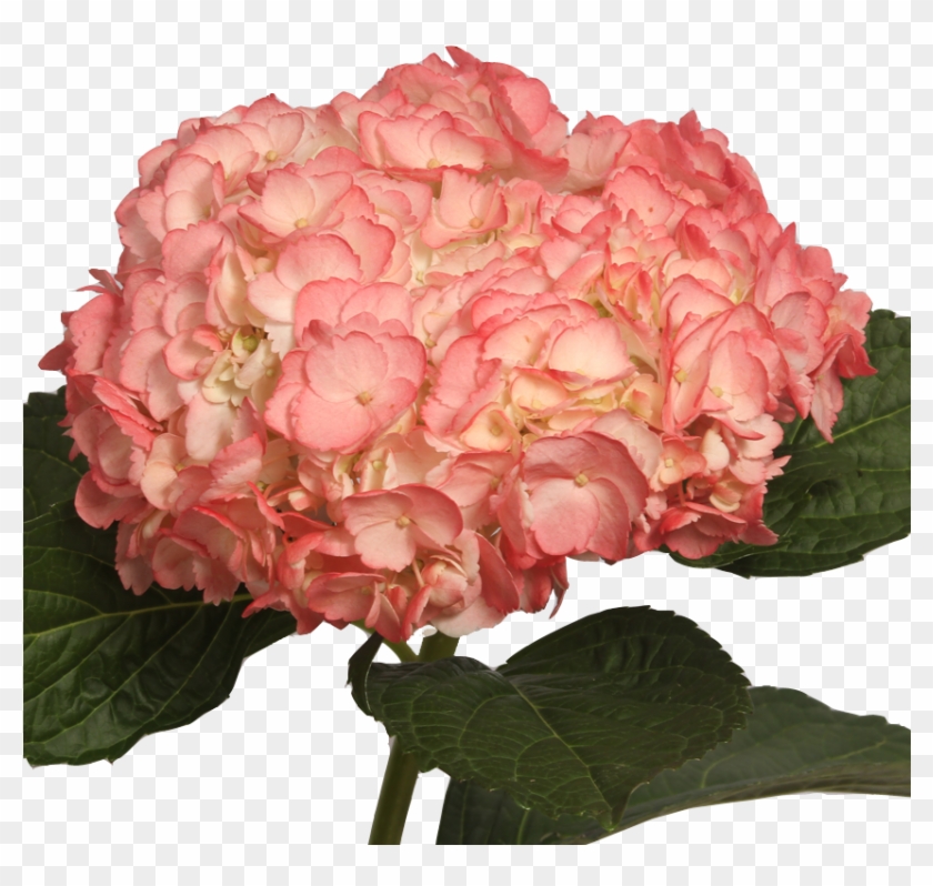 Centifolia Roses Garden Roses Floribunda Hydrangea - Centifolia Roses Garden Roses Floribunda Hydrangea #629606