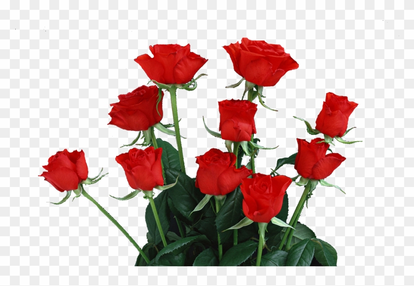 Garden Roses Ferrol Beach Rose - Garden Roses Ferrol Beach Rose #629677