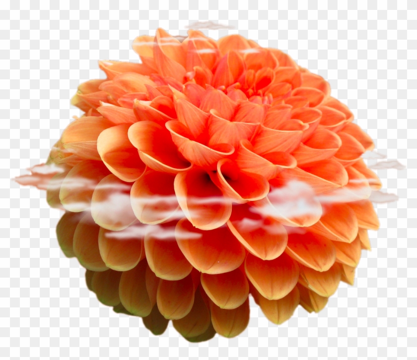 Beach Rose Flower Android Stock - Beach Rose Flower Android Stock #629804