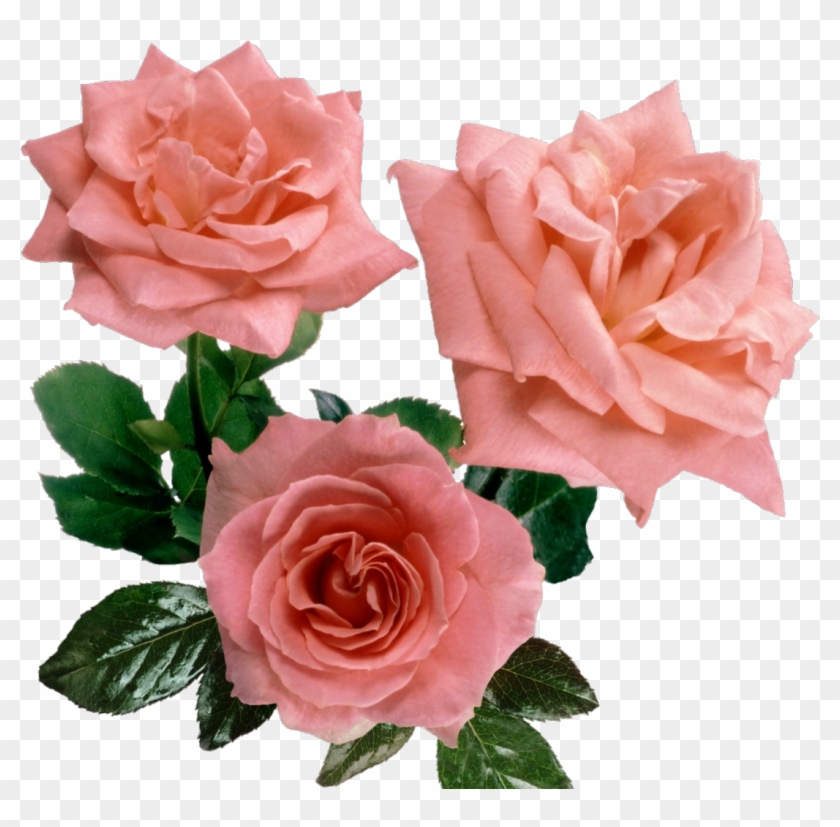Cut Flowers Garden Roses Centifolia Roses Floral Design - Cut Flowers Garden Roses Centifolia Roses Floral Design #629822