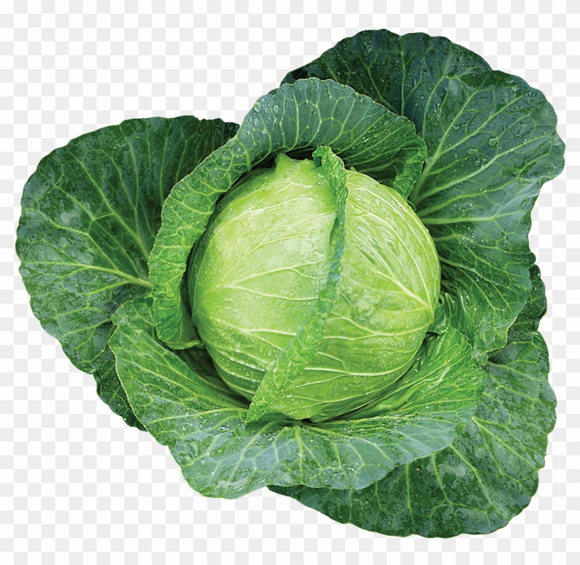 301 Tropical Giant - Savoy Cabbage #629763