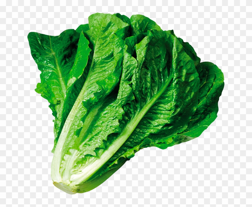 Contact - Lettuce Romaine #629893