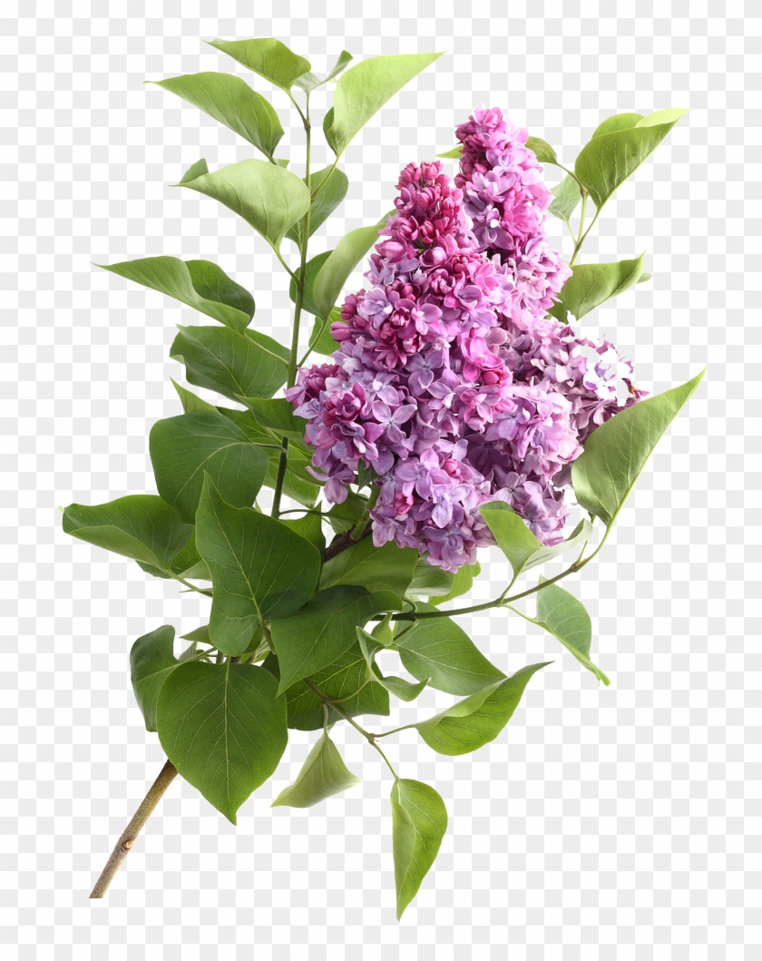 Flower High-definition Video Stock - Flower High-definition Video Stock #630074