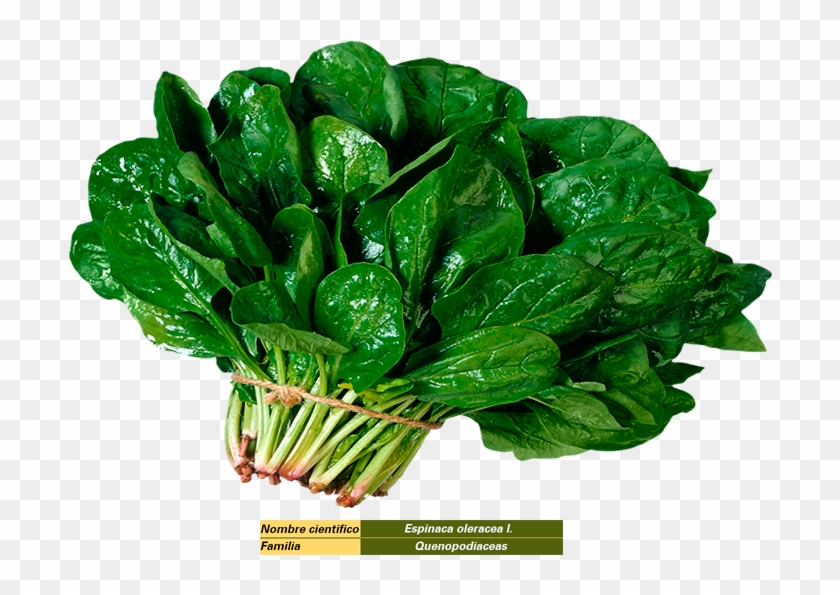 Espinacas - Spinach Png #629986