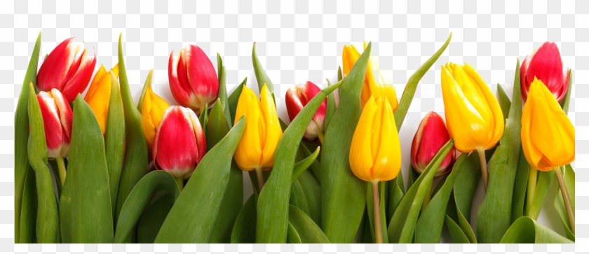 Paper Tulip Flower Stock - Paper Tulip Flower Stock #630193