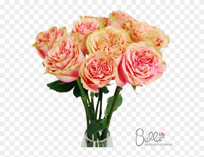 Osadia Garden Roses Are One Of The Newest Hot Items - Wedding #630110