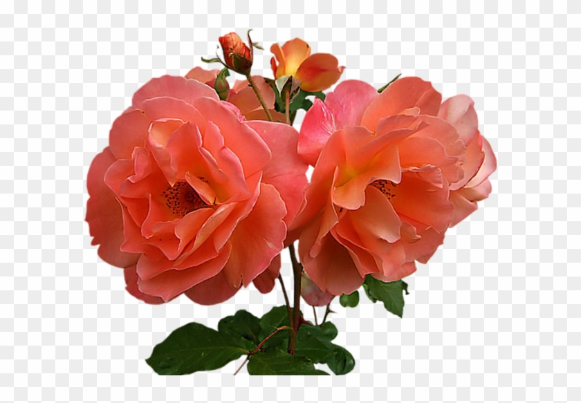 A1c0d4a3 - Hybrid Tea Rose #630114