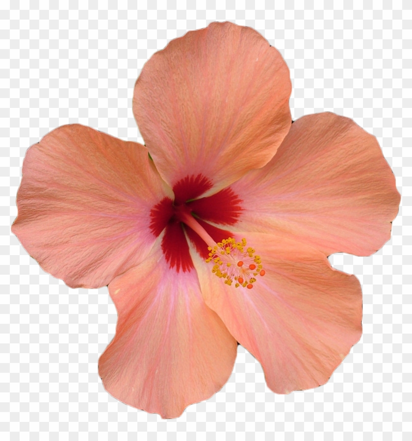 Flower Hibiscus Stock Photography Stock - Zazzle Blumen-foto Des Hibiskus Hawaiisches Aloha Kona #630198