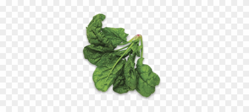Spinach Top View Png #630299