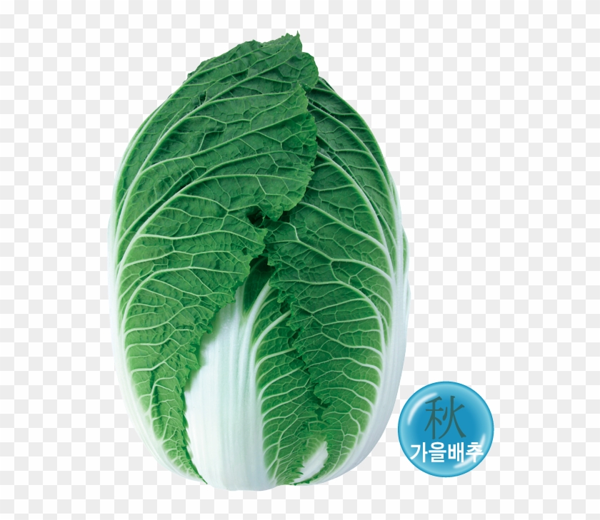 외엽이 진한 농록색이며 내엽이 단정하고 외관이 우수합니다 - Cabbage #630339