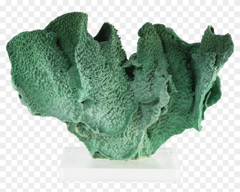 Exceptional Vintage Green Coral Specimen Mounted On - Coral #630421