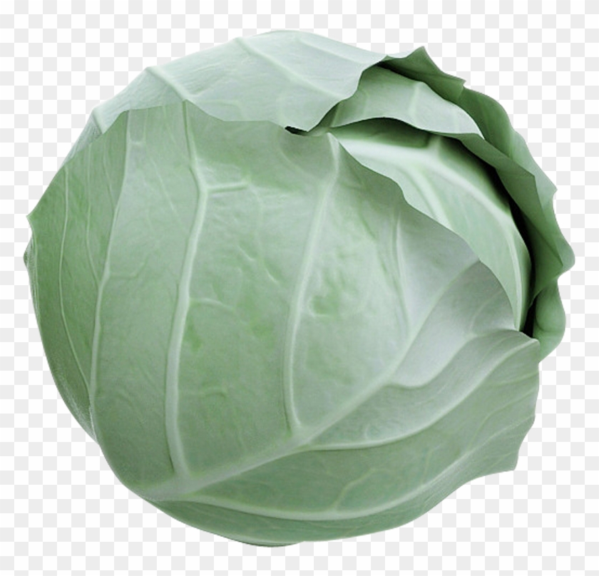 Cabbage #630472