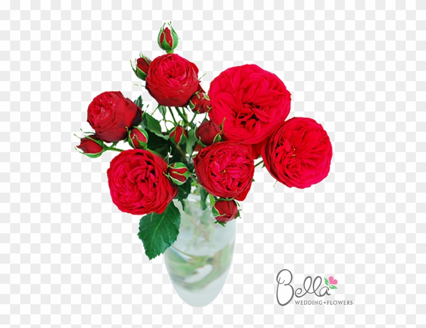 Piano Garden Roses Are One Of The Newest Hot Items - Roses Lovers #631040