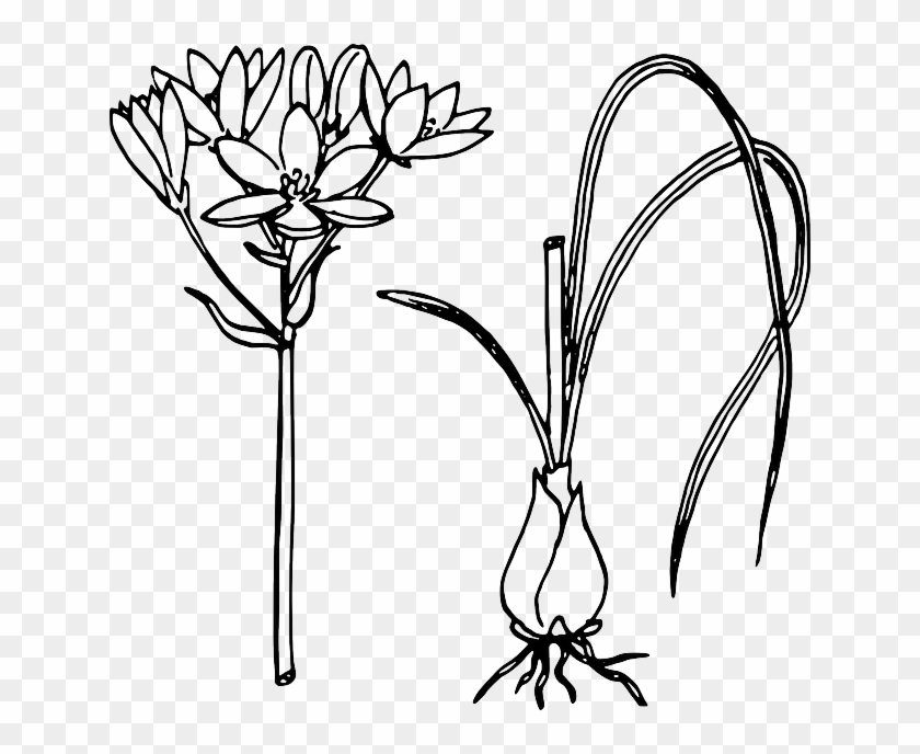 Biology, Plant, Flower, Leaves, Botany - Sketch Of Onion Plant #631062
