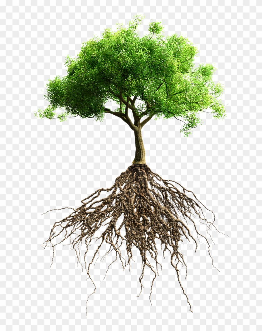 Root Tree Stock Photography Stock - Big Tree With Roots #631100