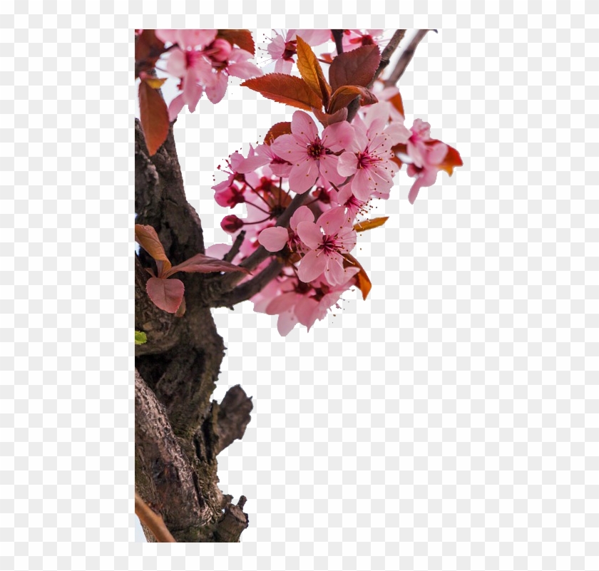 Almond Blossoms Flower Stock - Almond Blossoms Flower Stock #631141