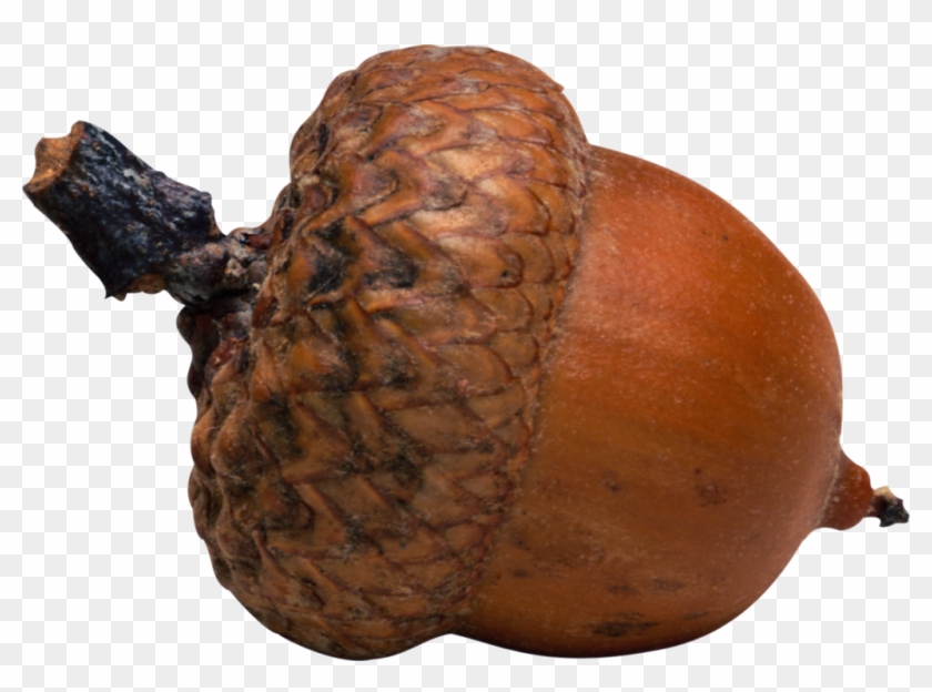 Acorn Child Development Oak - Acorn Child Development Oak #631388