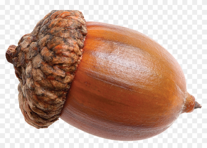 11 Things You Never Knew About The Incredible, Edible - Nuts Acorn #631395