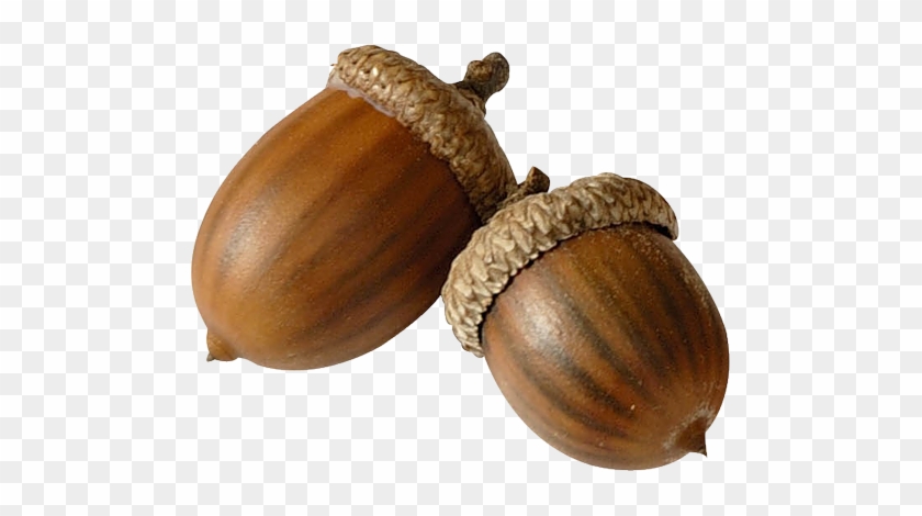 Acorn Png Image - Желудь Пнг #631457