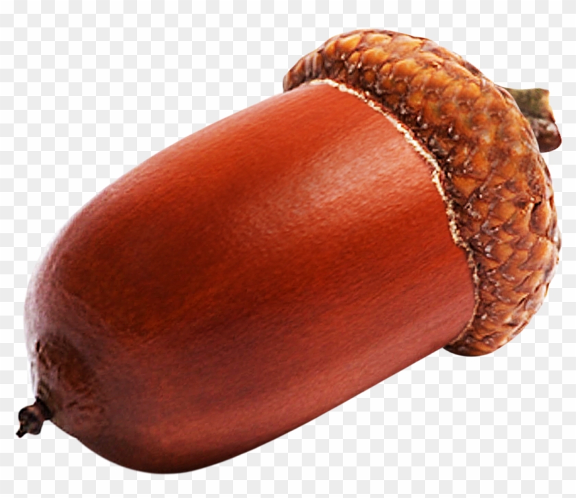 Image - Acorn Photos Transparent Background #631511