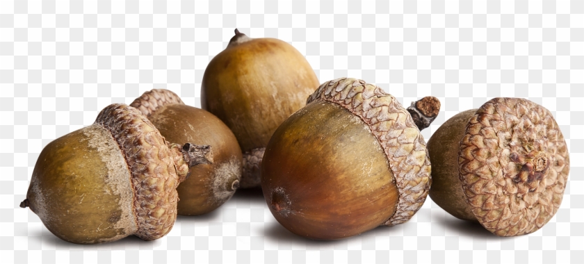 Image - Acorns Transparent Png #631513