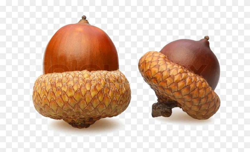 Acorn Png Download Image - Acorn On White Background #631516